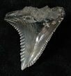 Large Hemipristis Shark Tooth - South Carolina #17204-1